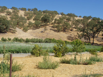 Windrose: